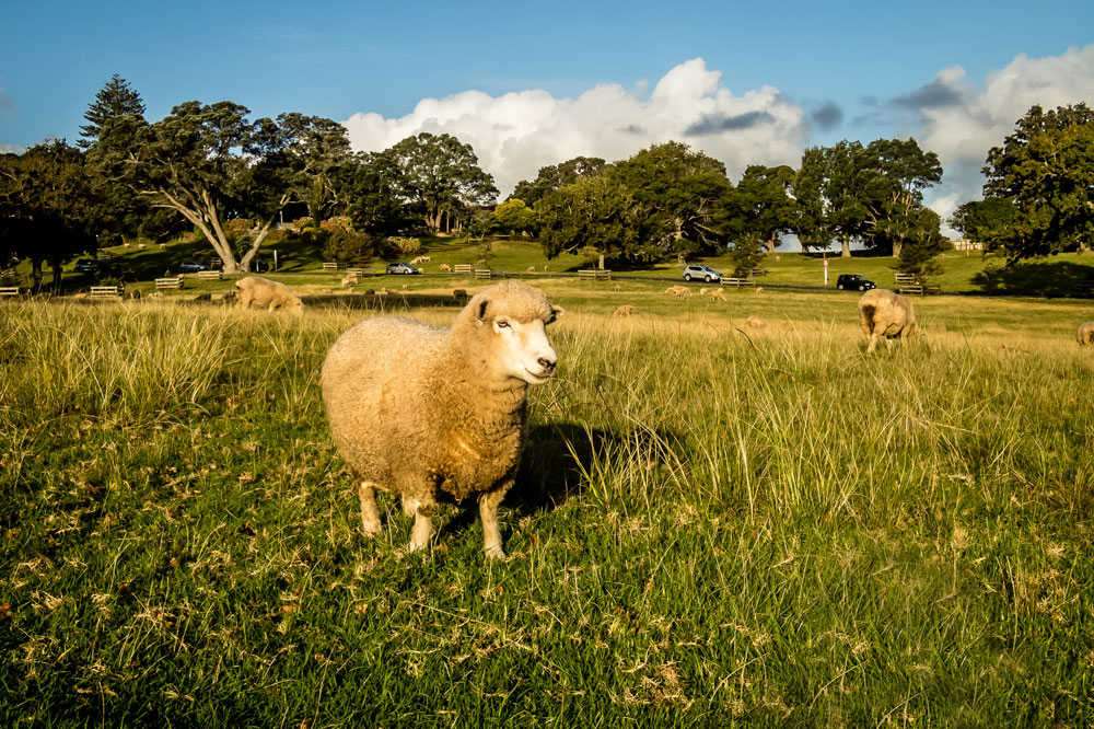 New Zealand